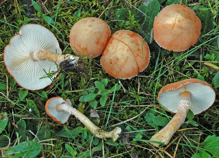 Cystoderma terrei