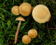 Cystoderma amianthinum