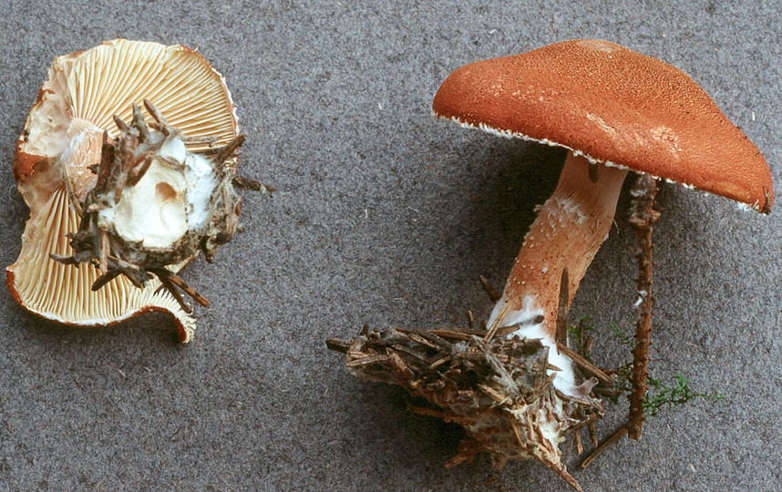 Cystoderma granulosum