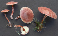 Cystoderma granulosum