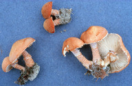 Cystoderma terrei