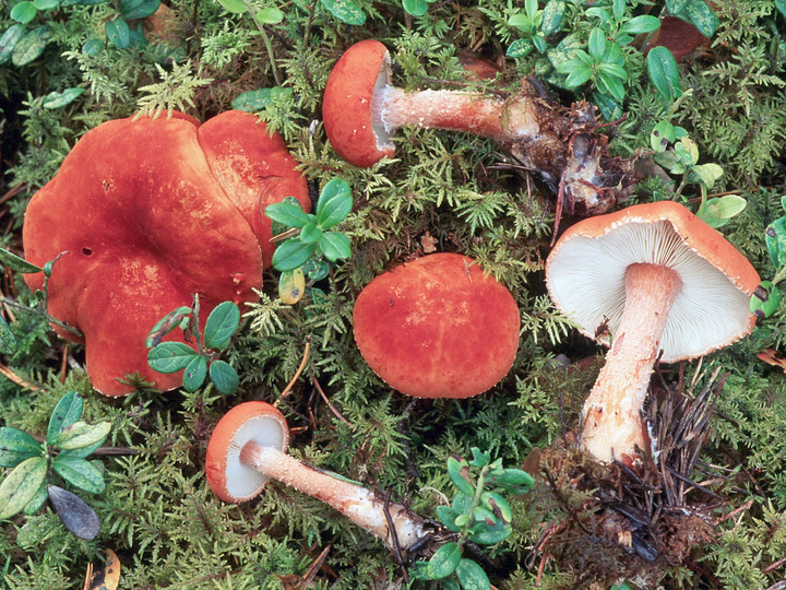 Cystoderma adnatifolium