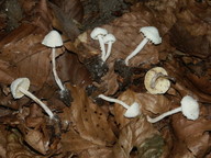 Cystolepiota seminuda