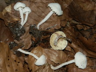 Cystolepiota seminuda