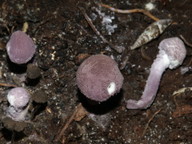 Cystolepiota bucknallii