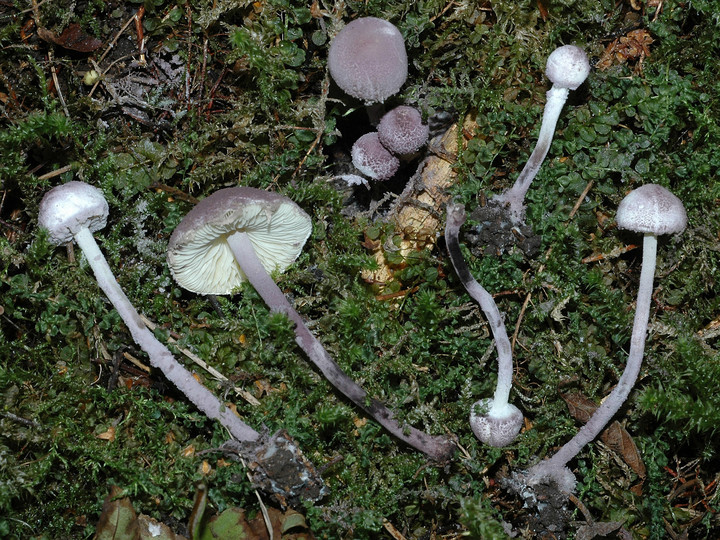 Cystolepiota bucknallii