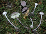 Cystolepiota bucknallii