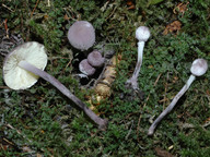 Cystolepiota bucknallii