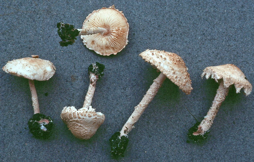 Cystolepiota adulterina