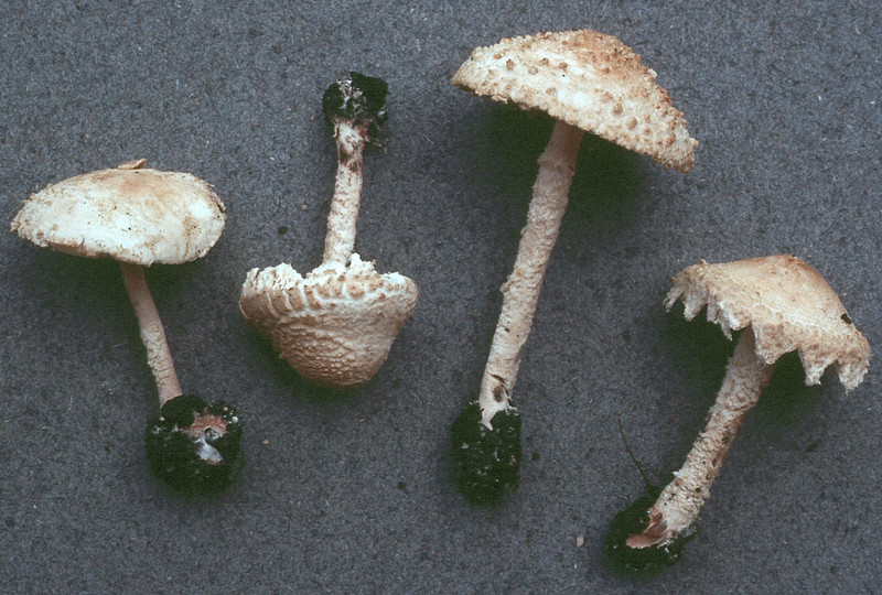 Cystolepiota adulterina