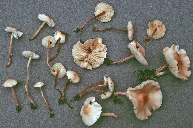 Cystolepiota seminuda