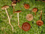 Cortinarius tubarius