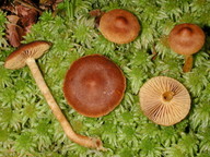 Cortinarius tubarius