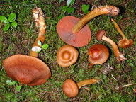 Cortinarius fervidus