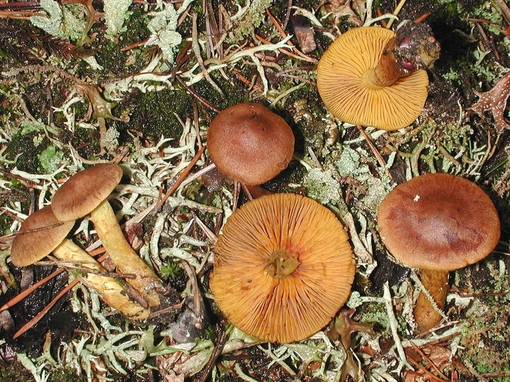 Cortinarius croceus