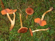 Cortinarius cinnamomeus