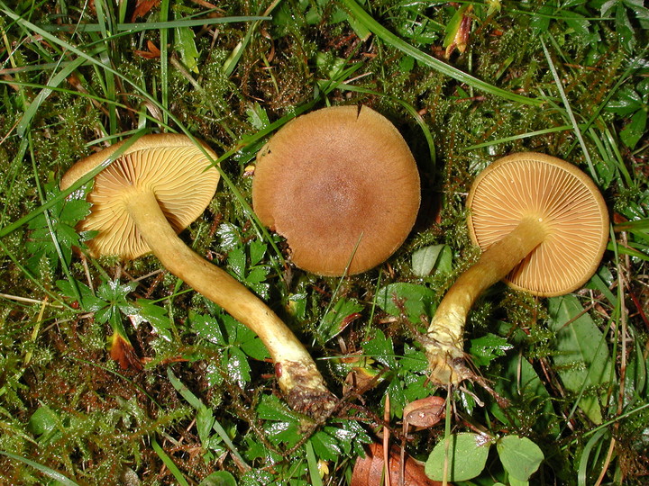 Cortinarius croceus