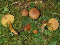 Cortinarius croceus