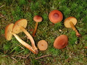 Cortinarius croceoconus