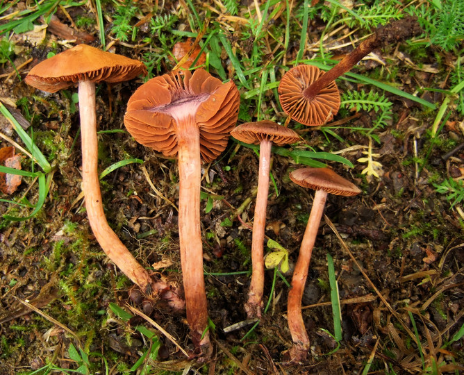 Cortinarius anthracinus