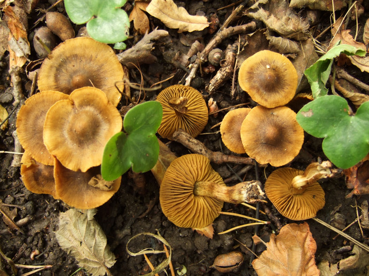 Cortinarius olivaceofuscus