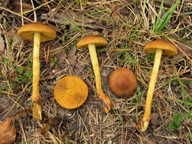 Cortinarius croceus