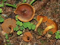 Cortinarius malicorius