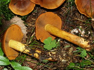 Cortinarius malicorius