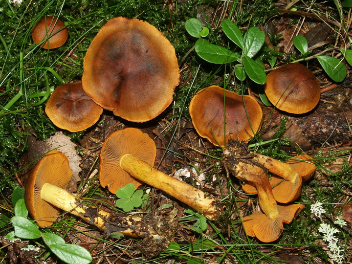 Cortinarius malicorius