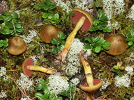 Cortinarius semisanguineus