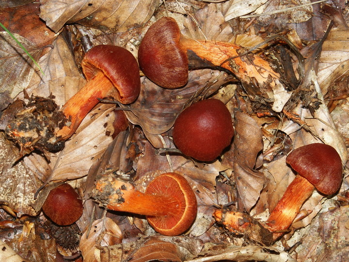 Cortinarius cinnabarinus