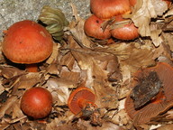 Cortinarius cinnabarinus