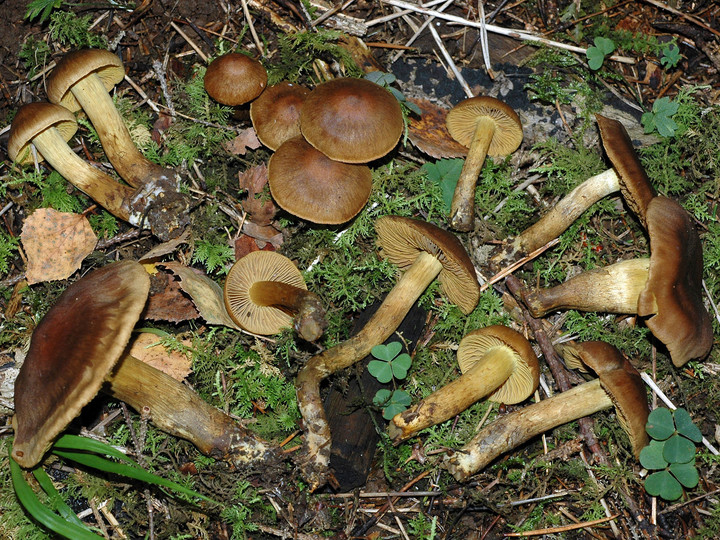 Cortinarius olivaceofuscus