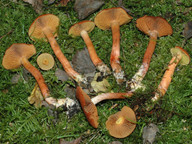 Cortinarius uliginosus