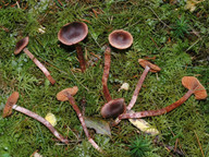 Cortinarius anthracinus