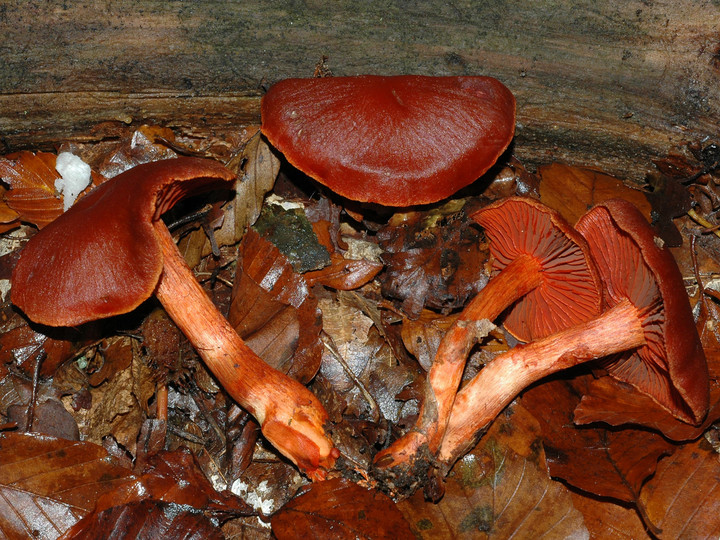 Cortinarius cinnabarinus