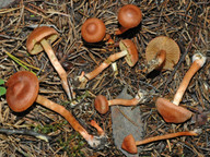 Cortinarius uliginosus