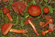 Cortinarius phoeniceus