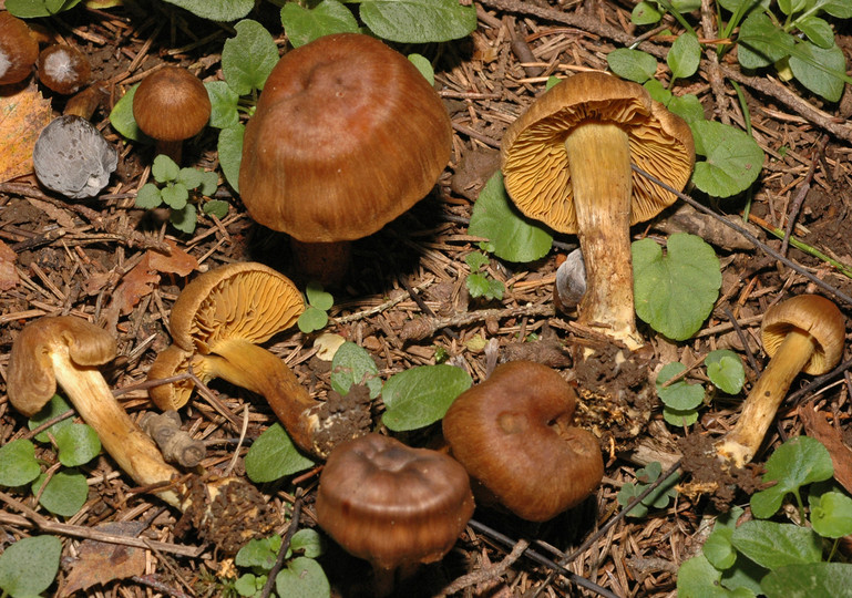 Cortinarius olivaceofuscus