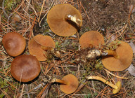 Cortinarius croceus