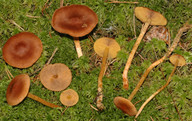 Cortinarius croceoconus