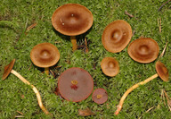 Cortinarius semisanguineus