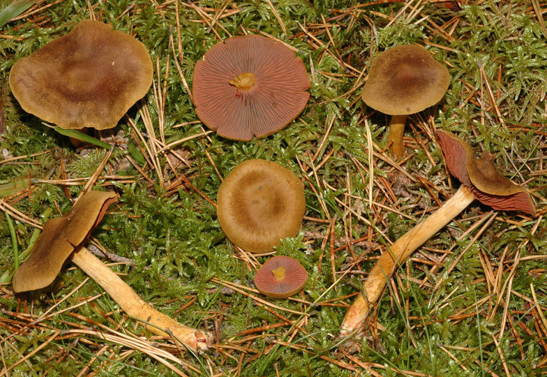 Cortinarius semisanguineus