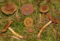 Cortinarius semisanguineus