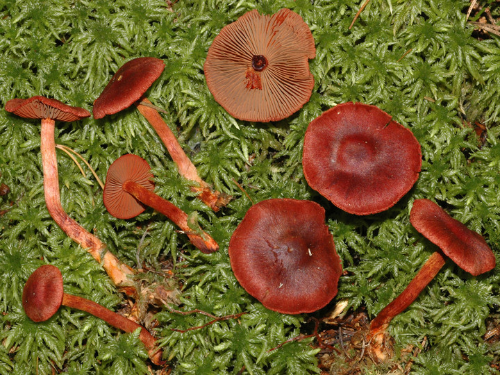 Cortinarius sanguineus