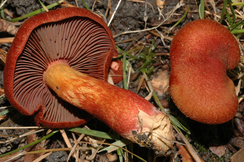 Cortinarius phoeniceus