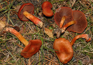 Cortinarius phoeniceus