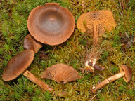 Cortinarius sommerfeltii