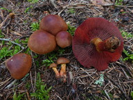 Cortinarius phoeniceus