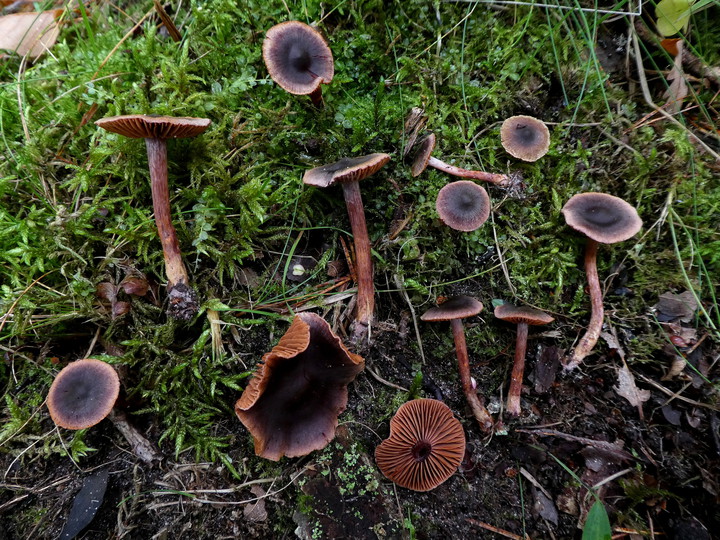 Cortinarius anthracinus